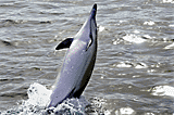 Dolfijn Gibraltar